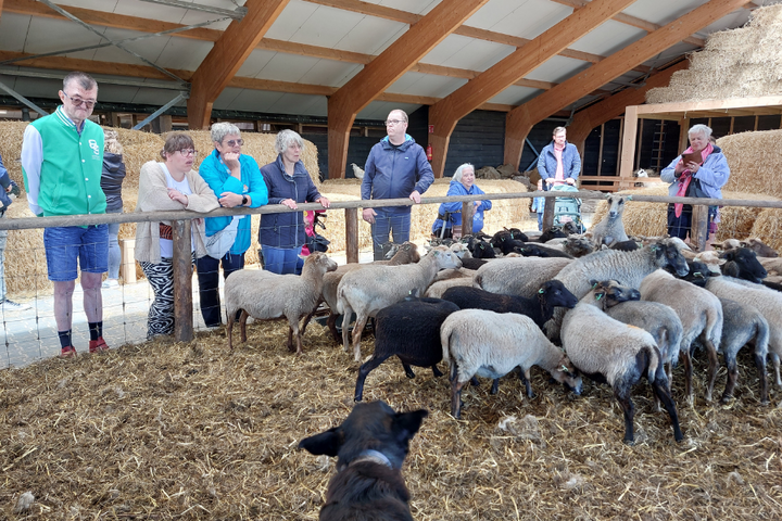 Buitenhof Reizen - Texel - begeleide groepsreizen met een verstandelijke beperking - geitjes