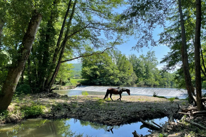 Buitenhof Reizen - Paardrijvakantie Zuid-Frankrijk - begeleide vakanties voor mensen met een beperking - Paard loopt vrij rond