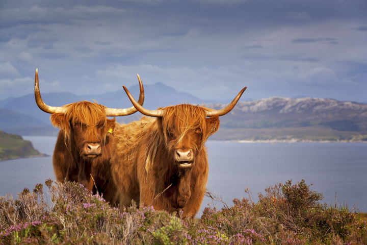 Buitenhof Reizen - Schotse Hooglanden - begeleide vakanties voor mensen met een beperking - Twee buffels