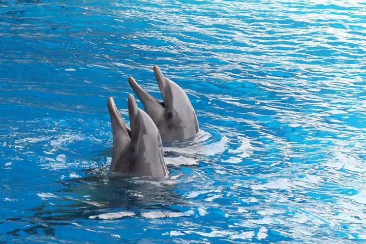 Buitenhof Reizen - Vaarvakantie door Overijssel - begeleide vakanties voor mensen met een beperking - Dolfinarium