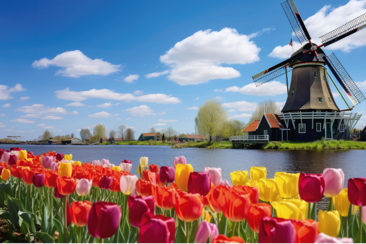 Buitenhof Reizen - Horizon Riviercruise - begeleide vakanties voor mensen met een beperking - Tulpen en molen