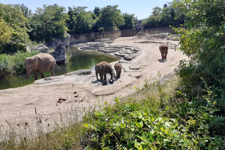 Buitenhof Reizen - Emmen - begeleide vakanties voor mensen met een beperking - Olifant