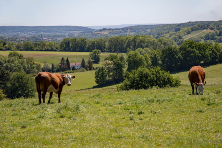 Buitenhof Reizen - Genieten in Noord-Limburg - begeleide vakanties voor mensen met een beperking - koeien in de wei