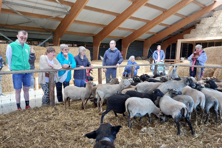 Buitenhof Reizen - Texel - begeleide vakanties voor mensen met een beperking - schaapjes kijken
