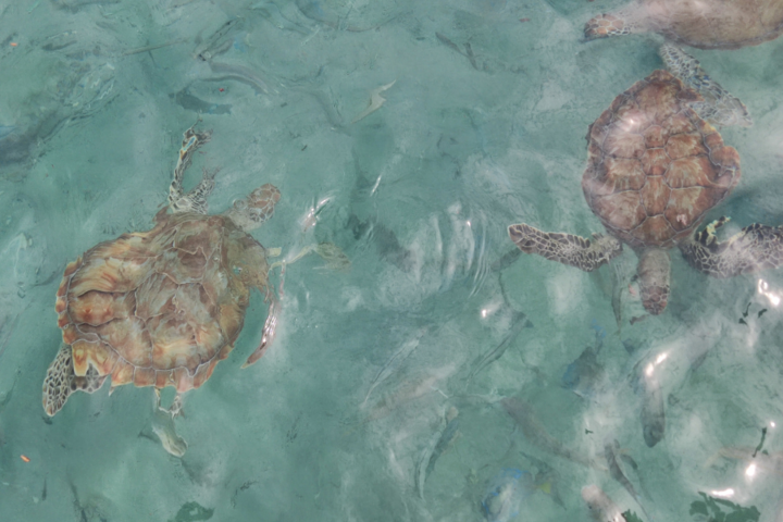 Buitenhof Reizen - Curaçao - begeleide groepsreizen met een verstandelijke beperking - Schildpadden