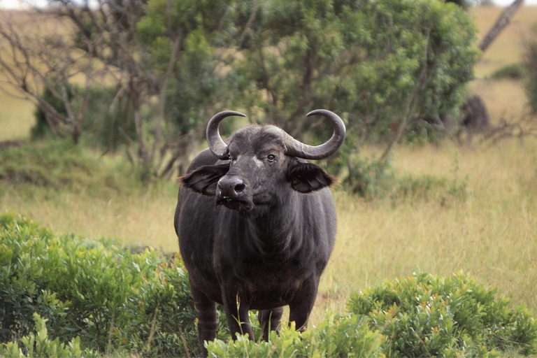 Buitenhof Reizen - Rustig Aan - Buffalos van twente - begeleide groepsreizen voor mensen met een verstandelijke beperking - buffalo in de natuur