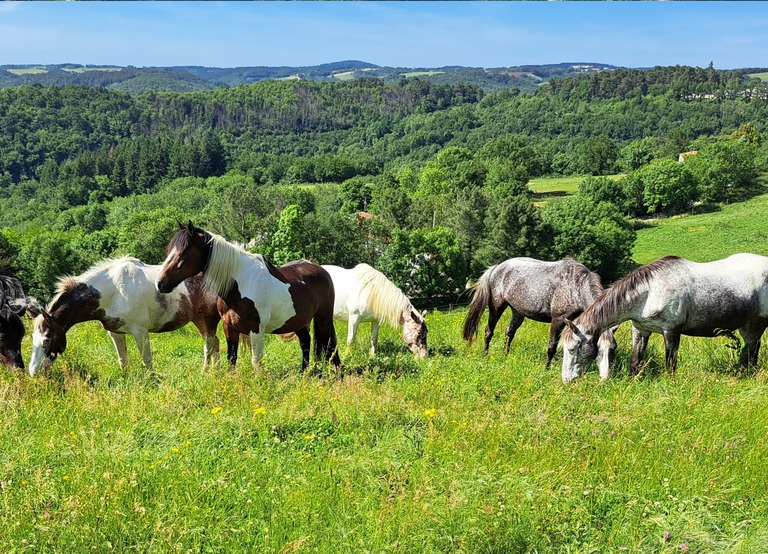 Buitenhof Reizen voor mensen met een verstandelijke beperking - Oosting Horseriding - paarden in natuur