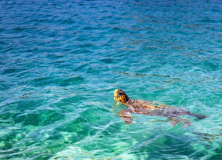 Buitenhof Reizen - Begeleide groepsreizen voor mensen met een verstandelijke beperking - Zakynthos - Schildpad in de zee