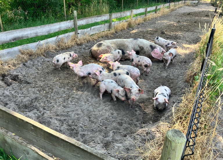 Buitenhof Reizen - Begeleide groepsreizen voor mensen met een verstandelijke beperking - De Moer - Varkens