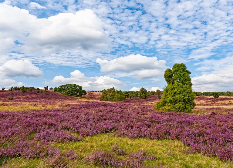 Buitenhof Reizen - Begeleide groepsreizen voor mensen met een verstandelijke beperking - LÃ¼neburger Heide, Hamburg & Bremen - heide 