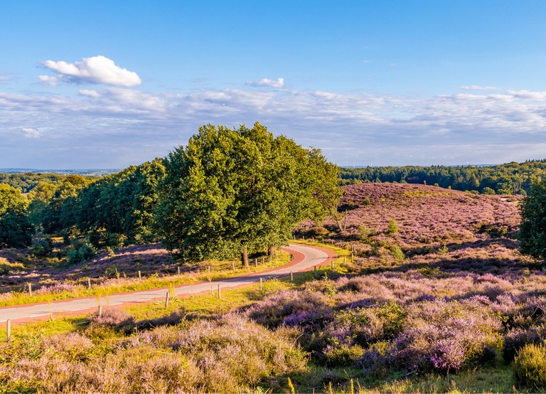 Buitenhof Reizen - Begeleide groepsreizen voor mensen met een verstandelijke beperking - Fietsvakantie Veluwe - De Veluwe