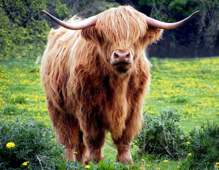 Buitenhof reizen voor mensen met autisme - Schotland